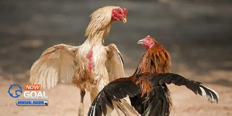 đá gà Campuchia đá gà Campuchia