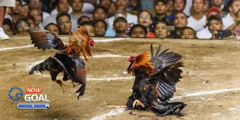 Đá gà cựa sắt