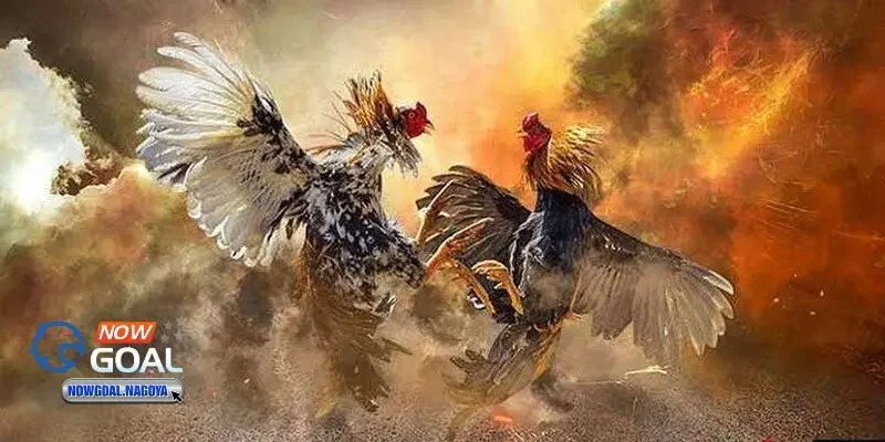 Đá gà đòn Đá gà đòn