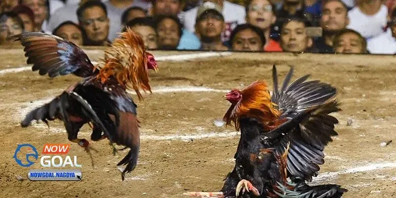 Đá gà trực tuyến