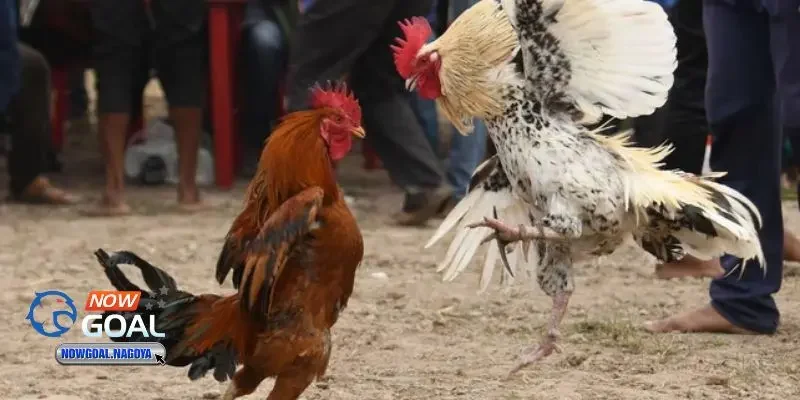 Đá gà cựa sắt