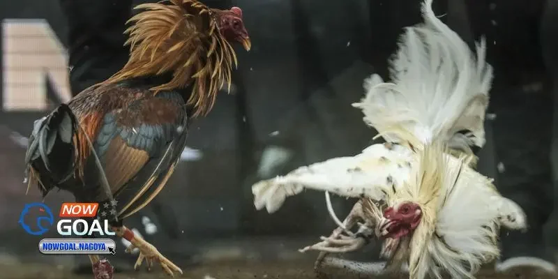 Đá gà đòn Đá gà đòn