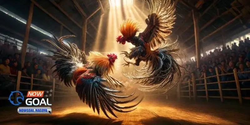 Đá gà trực tuyến