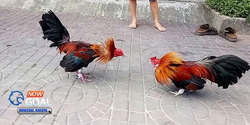 Đá gà online Đá gà online