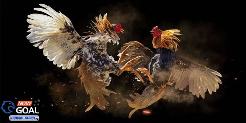 Đá gà NOWGOAL Tính minh bạch và công bằng trong từng trận đá gà