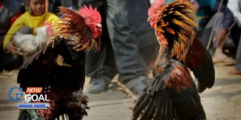 Đá gà online Đá gà online